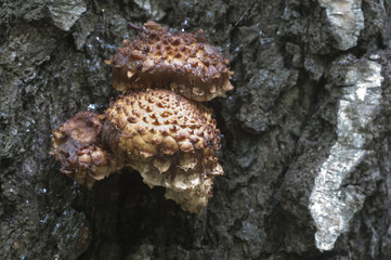 Pholiota squarrosa mushroom