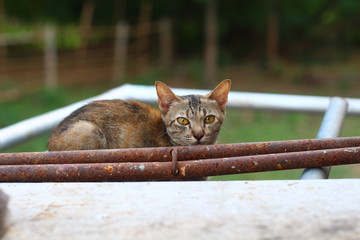 A brown and black kitty cat is sitting behind the stain pipes considering itself's hiding