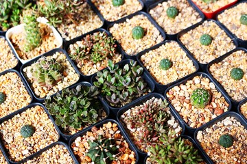 Full photo with baby cactus in square pots