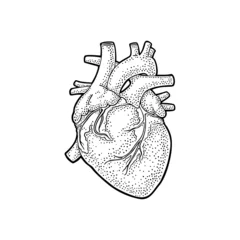 Fotobehang Human anatomy heart. Vector black vintage engraving illustration © MoreVector