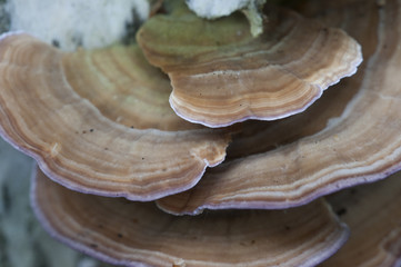 Trichaptum biforme