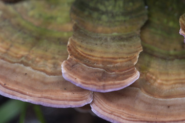 Trichaptum biforme