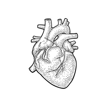 Human anatomy heart. Vector black vintage engraving illustration