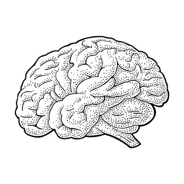 Human anatomy brain. Vector black vintage engraving illustration