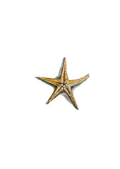 Fototapeta na wymiar Starfish Navy Watercolor illustration , Marine watercolor clipart, hand drawn sea star isolated object on white background.