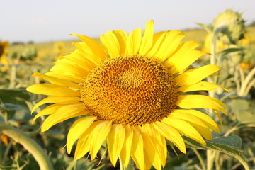 beautiful sunflower at sunrise