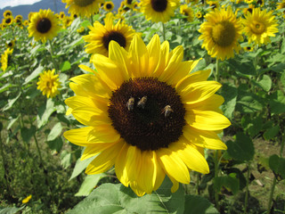 Three bees are sitting on a sunflower