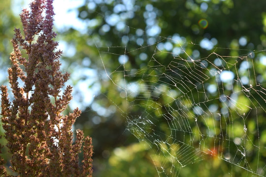 Spider web illuminated by the sunlight on a summer day