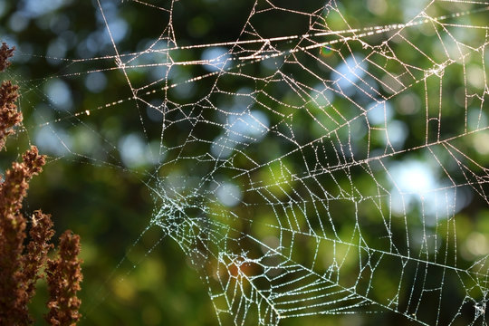 Spider web with dew drops illuminated by the sunlight on a summer day