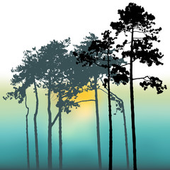 sunset and Pine trees