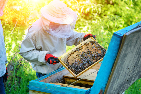 Apiary. The beekeeper works with bees near the hives. Apiculture
