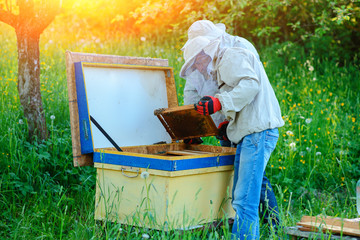 Two beekeepers work on an apiary. Summer