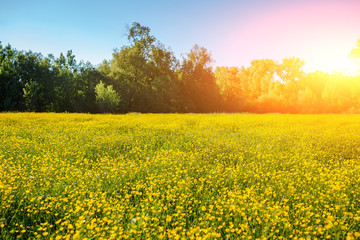 Obraz premium Summer landscape with textured sky and grazing herd of cows on the field, overgrown with yellow flowers. Background.