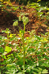 wild angelica plant with opening blossoms