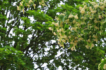 branch of a flowering linden tree