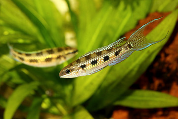 Checkerboard Cichlid Dicrossus filamentosus aquarium fish dwarf cichlid 