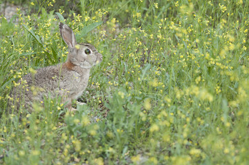 Rabbit portrait in the natural habitat, life in the meadow. European rabbit, Oryctolagus cuniculus