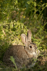 Rabbit portrait in the natural habitat, life in the meadow. European rabbit, Oryctolagus cuniculus
