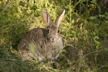 Rabbit portrait in the natural habitat, life in the meadow. European rabbit, Oryctolagus cuniculus