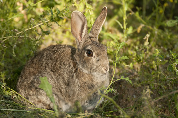 Naklejka na ściany i meble Rabbit portrait in the natural habitat, life in the meadow. European rabbit, Oryctolagus cuniculus