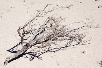 Dry branch