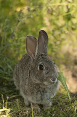 Rabbit portrait in the natural habitat, life in the meadow. European rabbit, Oryctolagus cuniculus