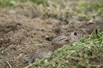 Rabbit portrait in the natural habitat, life in the meadow. European rabbit, Oryctolagus cuniculus