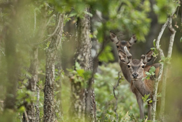 Red deer, Cervus elaphus, Wild