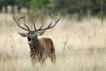 Naklejka na ściany i meble Red Deer, Deers, Cervus elaphus - Rut time, stag, Red deer roaring