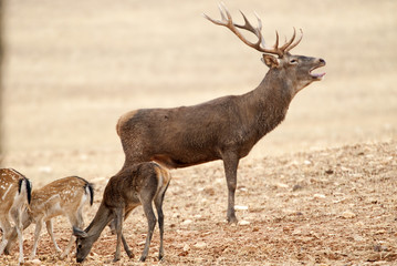 Red Deer, Deers, Cervus elaphus - Rut time, stag, Red deer roaring