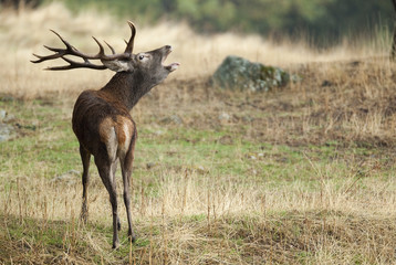Naklejka na ściany i meble Red Deer, Deers, Cervus elaphus - Rut time, stag, Red deer roaring