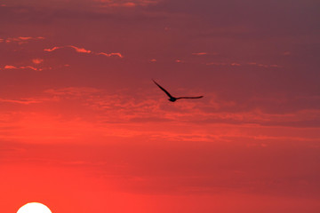 Sunset and a bird