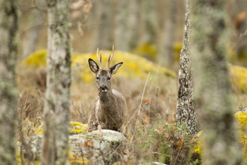 Roe deer, Capreolus capreolus © JAH