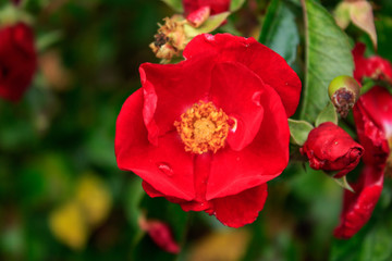 Red Rose Flower with a Yellow Centre