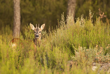 Roe deer, Capreolus capreolus