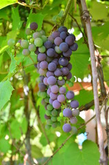Slicing bunch of grapes of Isabella variety. Vine.