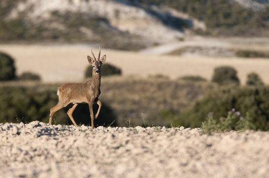 Roe deer, Capreolus capreolus