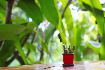 Small cactus in red pot with green background of big plants
