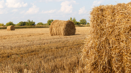 Hay bale. Agriculture field with sky. Rural nature in the farmland. Straw on the meadow. Wheat yellow golden harvest in summer. Countryside natural landscape. Grain crop, harvesting