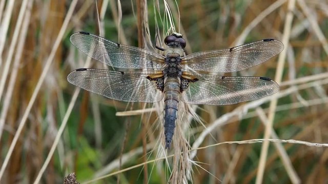 Four-Spotted Chaser, Libellula Quadrimaculata