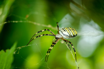 Big spider. Common black and yellow fat corn or garden spider (Argiope aurantia) on his web waiting for his prey close up selective focus
