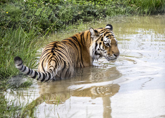 Tiger in water with ripples