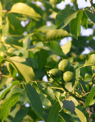 fruits of a walnut on a tree in the rays of sunlight sunset