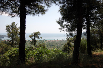 A View Among The Trees