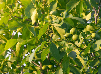 fruits of a walnut on a tree in the rays of sunlight sunset