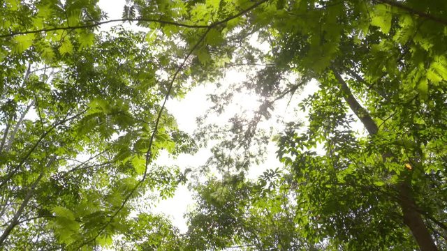 SLOW MOTION: Sun rays through trees
