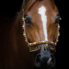 Portrait of Arabian horse isolated on black background close up. The animal's eyes