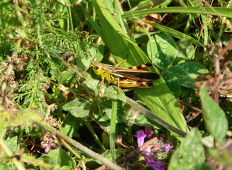 grasshopper
