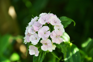 garden carnation, carnation, clove, pink, flower, pink, nature, garden, blossom, green, spring, flowers, plant, summer, purple, beauty, bloom, flora, blooming, white, floral, tree, petal, beautiful