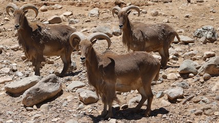 African Mountain Goats